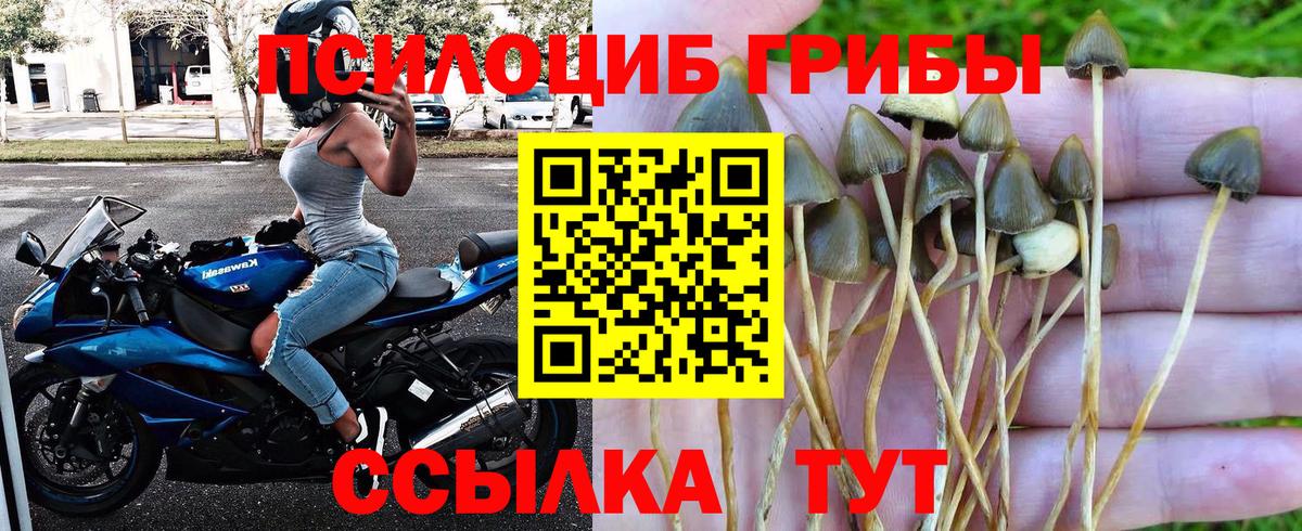 Псилоцибиновые грибы Cubensis Избербаш